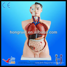 High Quality Medical Male Torso model 85cm educational anatomy mannequin torso